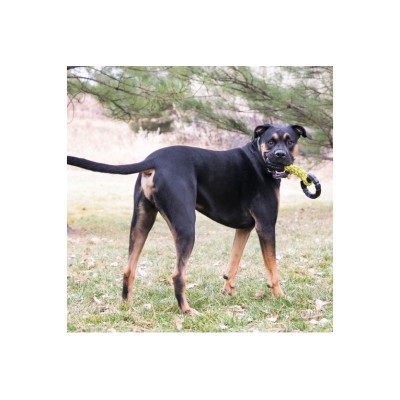 KONG JAXX BRAIDED TUG