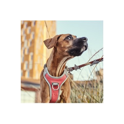 HURTTA PETTORINA NO-PULL CORALLO 40-45CM